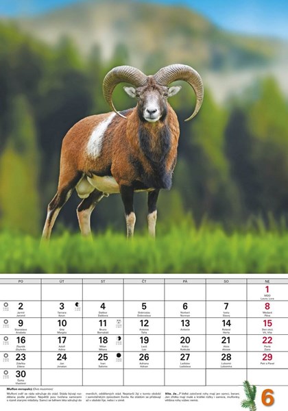 Obrázky: MYSLIVECKÝ KALENDÁŘ, nástěnný kalendář 340x485 mm, Obrázek 2